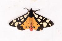 Arctia villica