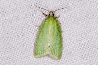 Tortrix viridana