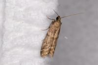 Ephestia