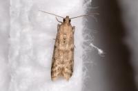 Ephestia