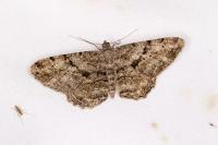 Peribatodes rhomboidaria rhomboidaria