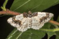 Ligdia adustata