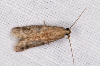 Ephestia