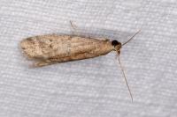 Ephestia