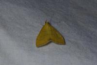 Anania crocealis
