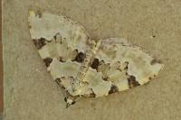 Colostygia pectinataria