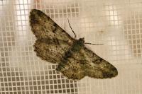 Peribatodes rhomboidaria