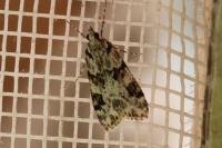 Eudonia delunella