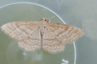 Idaea macilentaria