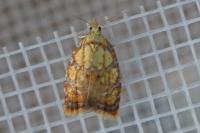 Acleris bergmanniana