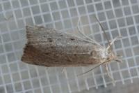 Calamotropha paludella