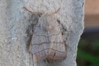Charanyca trigrammica