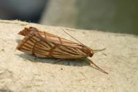 Chrysocrambus linetella