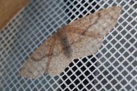 Cyclophora porata