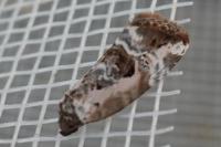 Elaphria venustula