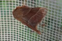 Malacosoma neustria