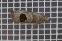 Notocelia uddmanniana
