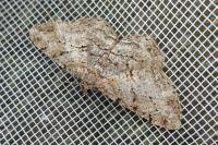 Peribatodes rhomboidaria