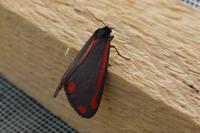 Tyria jacobaeae