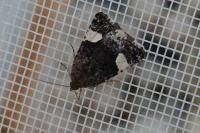 Tyta luctuosa