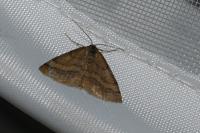 Scopula rubiginata