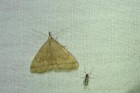 Pechipogo strigilata
