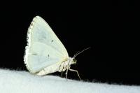 Lomographa temerata