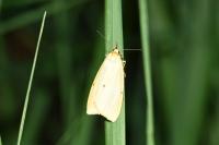Cybosia mesomella