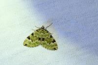 Colostygia pectinataria