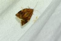 Archips xylosteana
