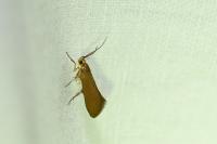 Crassa unitella