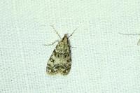 Eudonia lacustrata