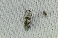 Scythropia crataegella