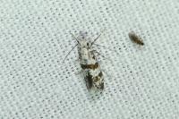 Scythropia crataegella
