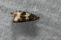 Orthotaenia undulana