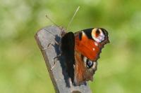Aglais io