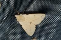 Spilarctia lutea