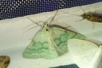 Pseudoterpna pruinata