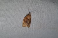 Pandemis cerasana