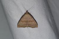 Herminia tarsicrinalis