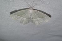 Campaea margaritaria