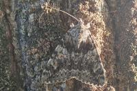 Catocala promissa
