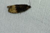 Hedya ochroleucana