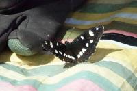 Limenitis reducta