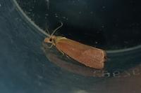 Celypha rosaceana
