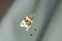 Orthotaenia undulana