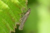 Scythris