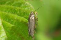 Scythris