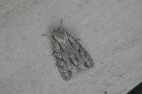 Acronicta sp (psi/tridens)