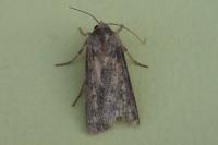 Agrotis segetum